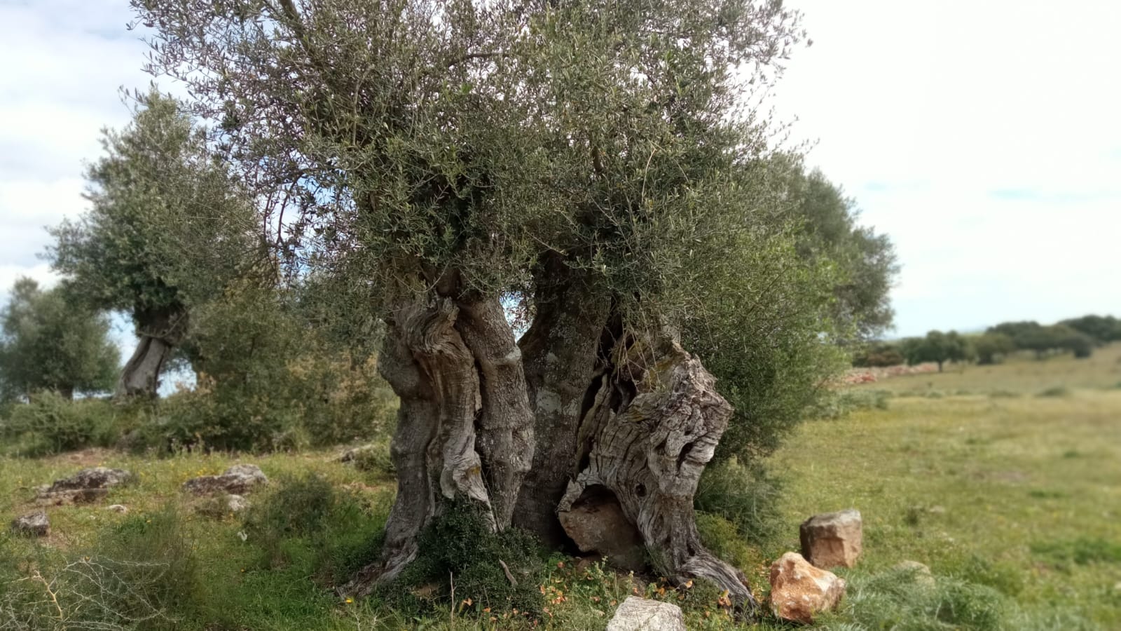 Olivo milenario 3