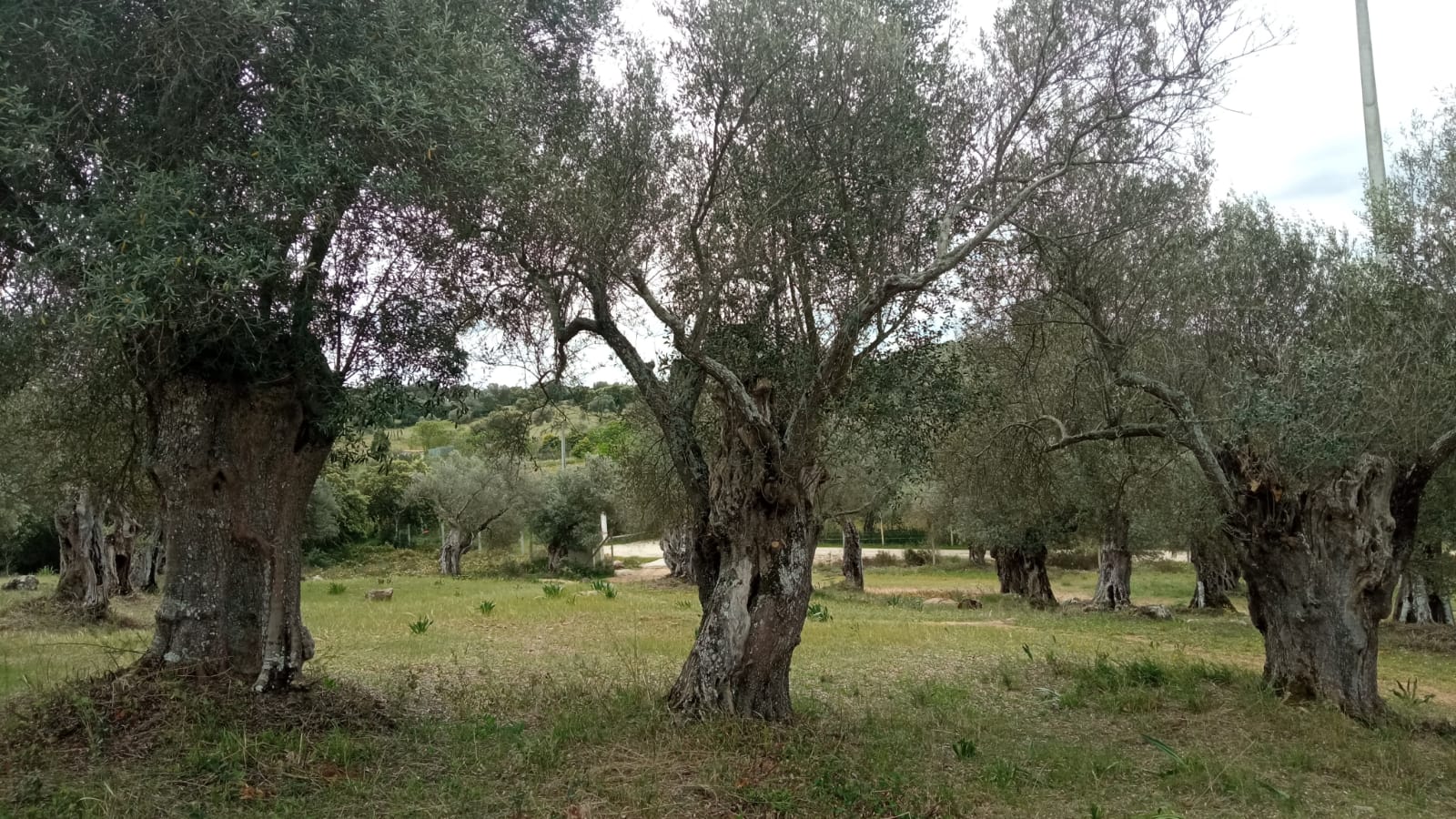 Olivo milenario 5