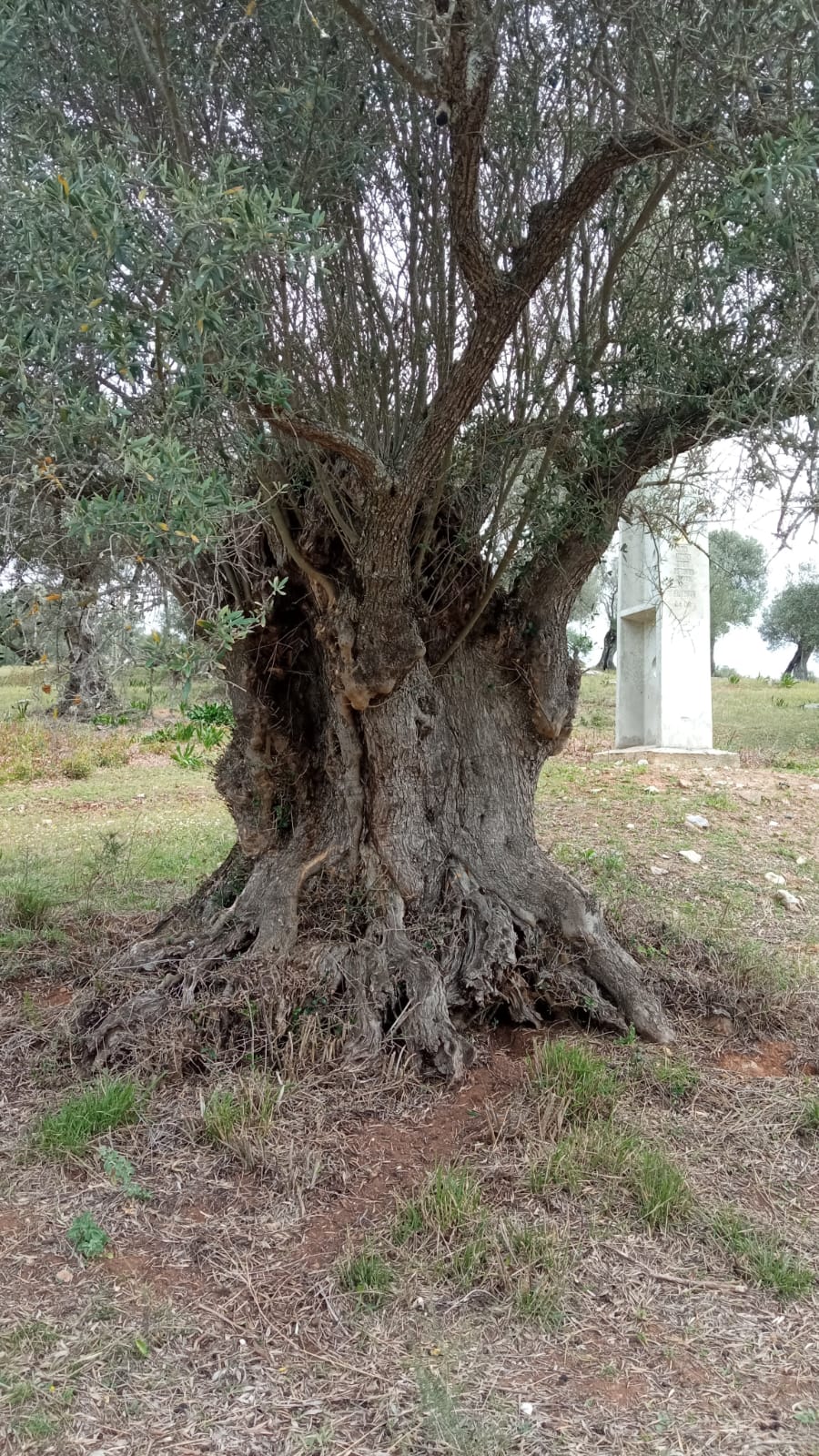 Olivo milenario 6